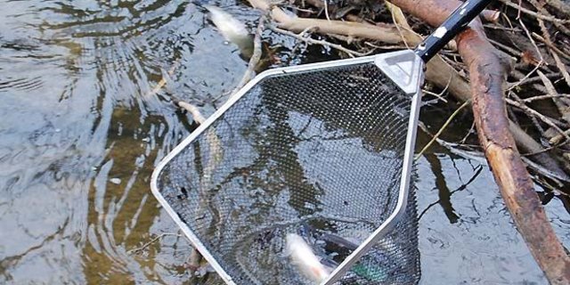 Werden Bäche mit Gülle verschmutzt, sterben die Fische darin. (Symbolbild lawa)