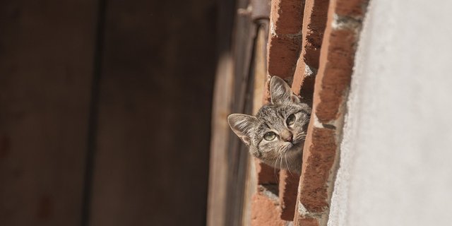 Da es Unsicherheiten bei der Deutung des kätzischen Verhaltens gibt, sind die Forschenden zurückhaltend in Sachen Aussagekraft der Studie. (Bild Pixabay)