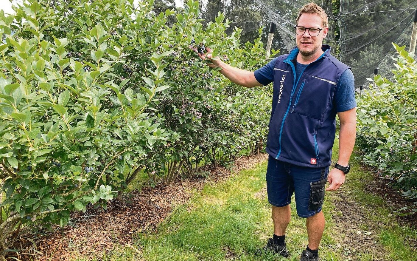 Stefan Huber bei den erntereifen Heubeeren, bewässert auf Rindenschnitzeln und überdacht mit Hagelschutznetz. 