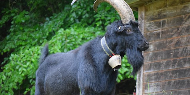 Mit der Förderung von Projekten, die den Erhalt alter Genetik anstreben, sollen Bestandesgrössen gefährdeter Ziegenrassen stabilisiert werden. (Bild SZZV)