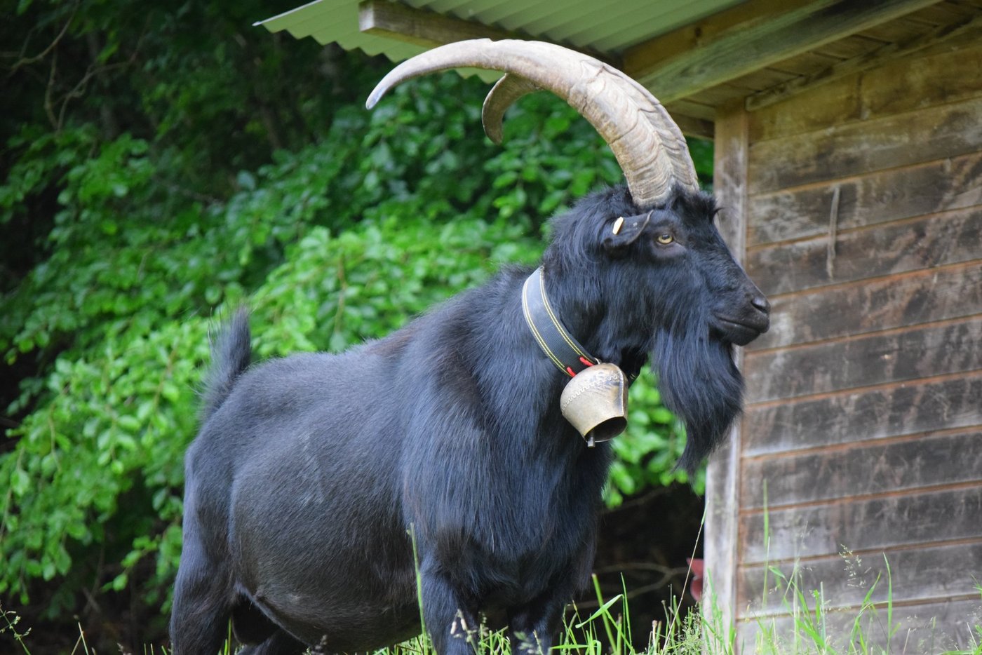 Mit der Förderung von Projekten, die den Erhalt alter Genetik anstreben, sollen Bestandesgrössen gefährdeter Ziegenrassen stabilisiert werden. (Bild SZZV)