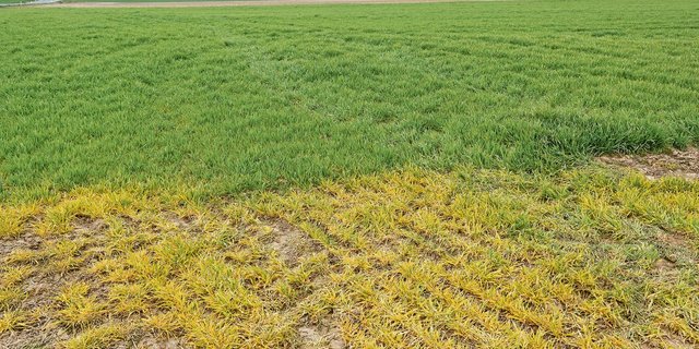 Ein totaler Verzicht auf Glyphosat wäre laut einem Bericht auf einem grossen Teil der Ackerflächen und beschränkt bei Spezialkulturen möglich, allerdings mit negativen Umwelteffekten. (Bild Keystone)