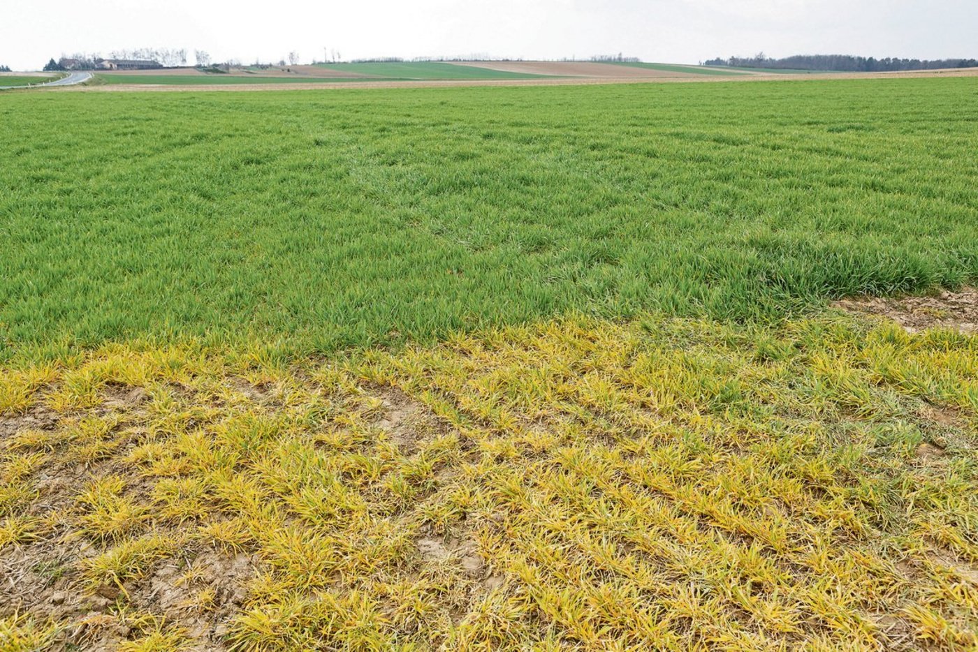 Ein totaler Verzicht auf Glyphosat wäre laut einem Bericht auf einem grossen Teil der Ackerflächen und beschränkt bei Spezialkulturen möglich, allerdings mit negativen Umwelteffekten. (Bild Keystone)