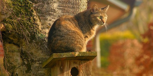 Die vielen Katzen in der Schweiz sind eine Bedrohung für die einheimische Vogelwelt – sowohl streunende als auch Hauskatzen mit festem Wohnsitz. (Bild Pixabay)
