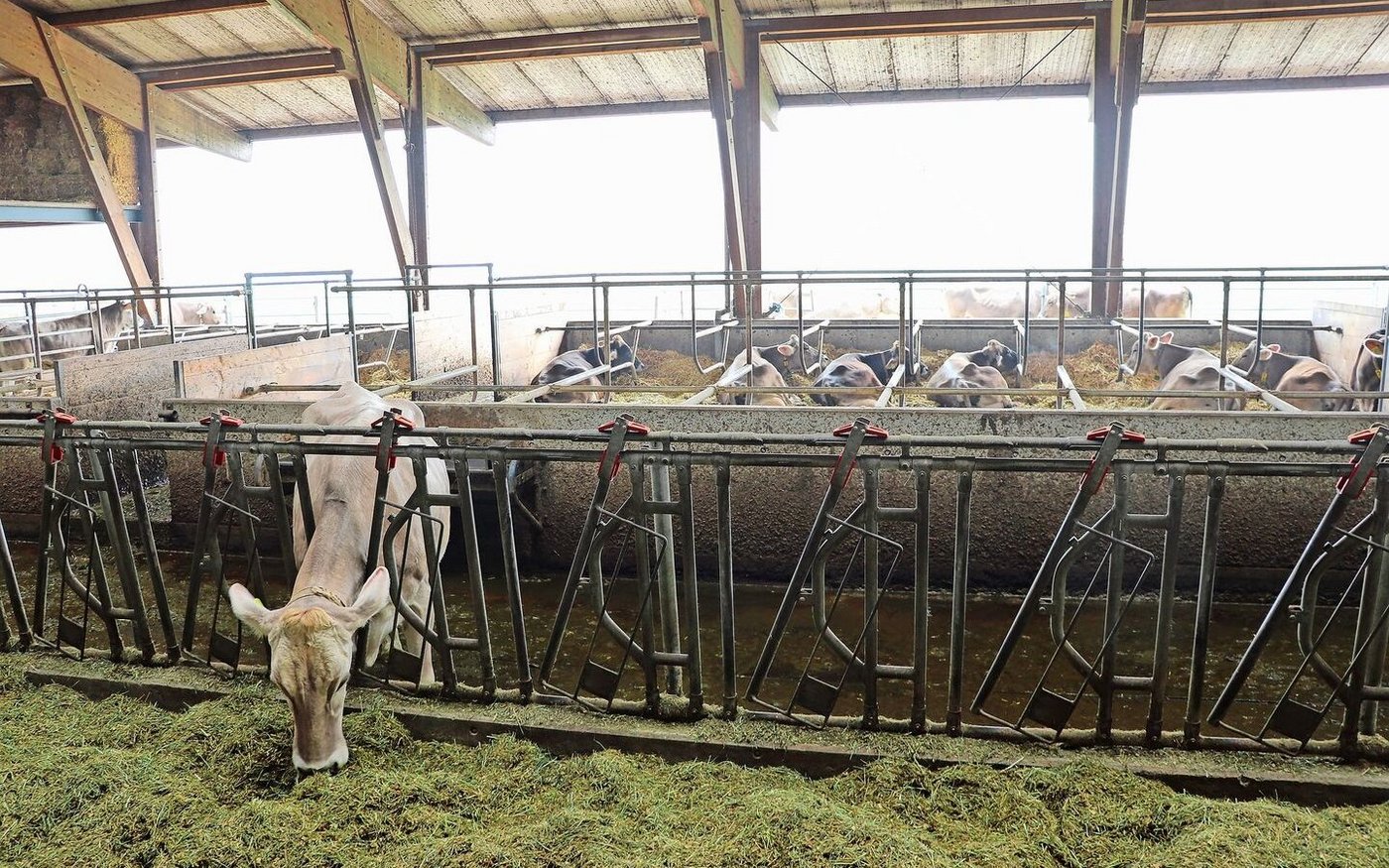 Galtkühe sollten von der produzierenden Herde getrennt und im Idealfall in zwei Phasen gefüttert werden.