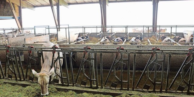 Galtkühe sollten von der produzierenden Herde getrennt und im Idealfall in zwei Phasen gefüttert werden.