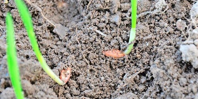 Im Boden spielen physikalische, chemische und biologische Faktoren zusammen. Die Kationenaustauschkapazität (KAK) ist ein Mass für die potenzielle Bodenfruchtbarkeit, berücksichtigt aber nicht den aktuellen pH-Wert. 