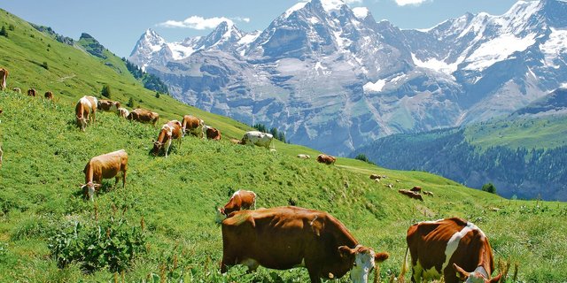 Ausreichender Regen, schönes Wetter und genügend Gras: Was will man mehr. Auf vielen Alpen herrscht eine gute Stimmung. Ob dies bis zum Bettag anhalten wird, wird sich noch zeigen.(Bild Peter Fankhauser)
