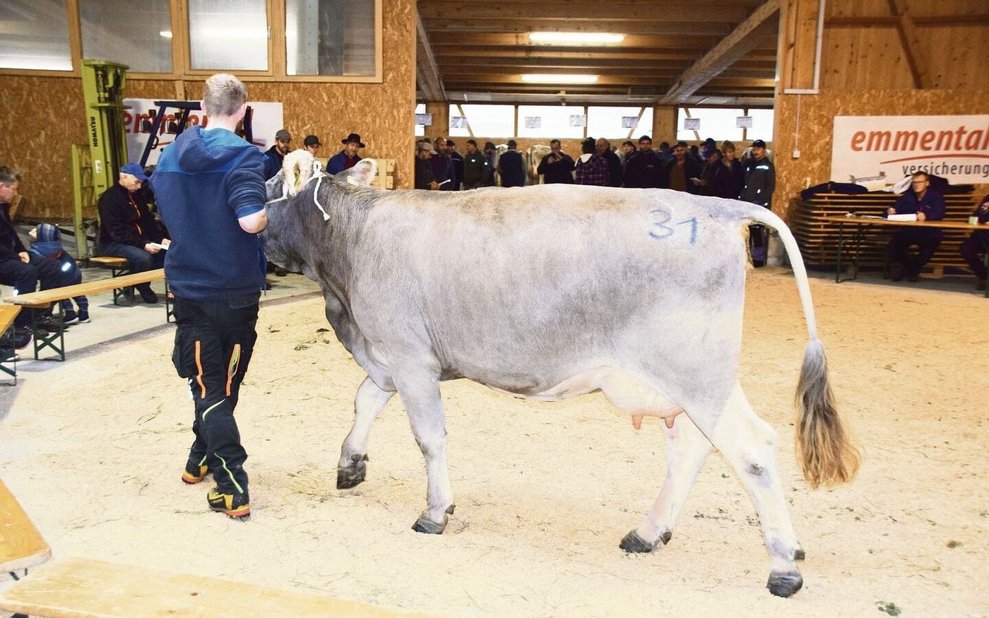 Auch etliche vielversprechende OB-Tiere waren im Angebot wie hier Anakin Anastasia von Martin Duss, Entlebuch LU.