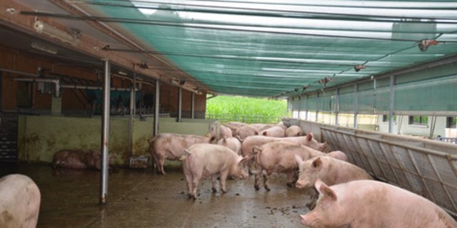 Auch 2019 mussten im Sommer die Tiere vor der Hitze geschützt werden. Allerdings war dieser Sommer im Durchschnitt weniger heiss als 2018. (Bild BauZ)