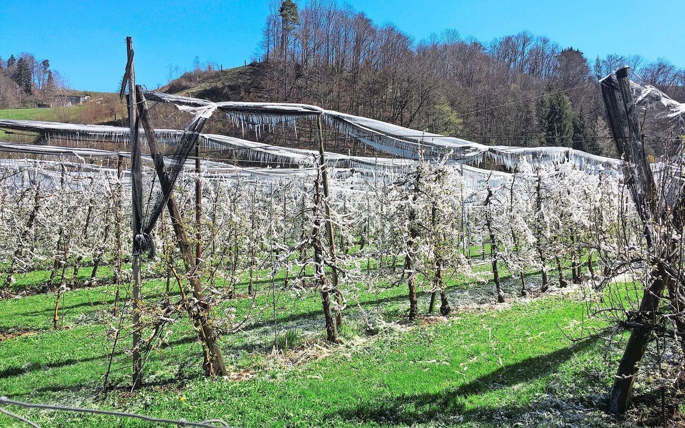 Nach einer frostigen Frühlingsnacht ist diese Obstanlage mit Apfel- und Birnenbäumen durch die Beregnung mit Eis überzogen.