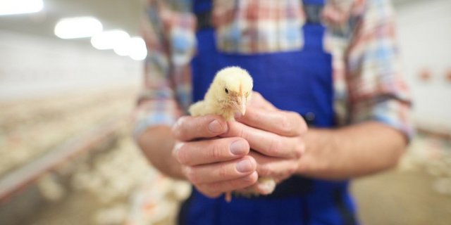 Bislang werden jährlich Millionen männliche Küken direkt nach dem Schlüpfen getötet, weil sich ihre Aufzucht nicht lohnt. (Bild Fotolia / Anna Bizon)