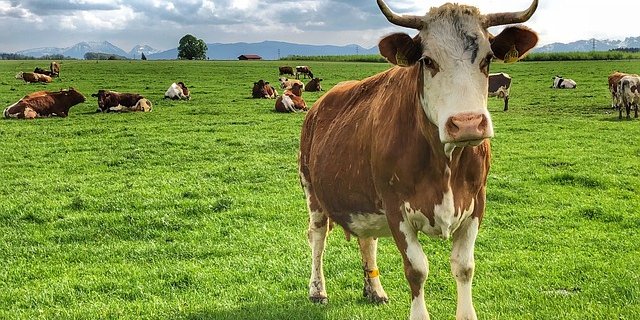 Laut Österreichischen Medien soll die enlaufene Mutterkuh Franka braun und nicht enthornt sein und einen weissen Kopf haben. (Symbolbild Pixabay)