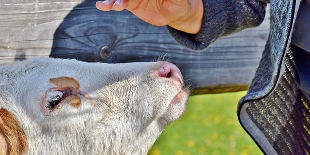 Zwar sollen Arbeiten draussen oder im Stall Allergien beim Kind vorbeugen können. Bei Aborten im Stall sollten sich Schwangere aber besser fern halten. (Bild Pixabay)