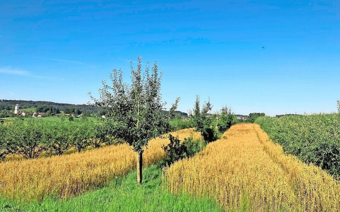 Neben den Fruchtbäumen wächst der Hafer. In diesem Agroforstsystem ist der Abstand zwischen den Gehölzen nah gewählt. Weite Abstände sind je nach Betriebsstrategie und Pflegeaufwand durchaus möglich.