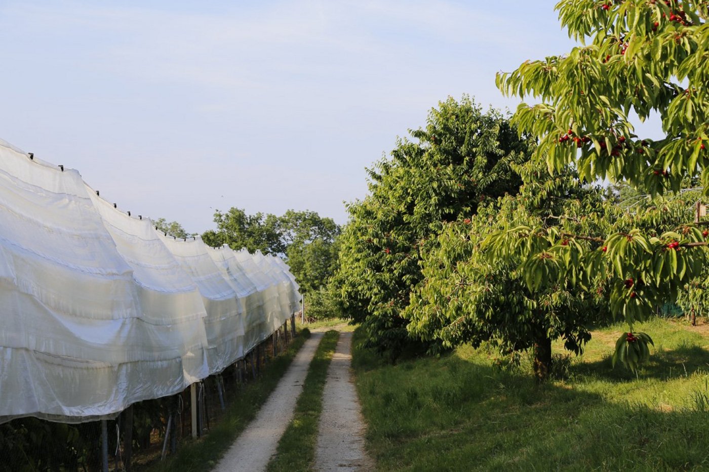 Obstanlagen kann man mit einem Netz einpacken, um die Kirschen vor Insekten zu schützen. Bei Hochstämmern geht das nicht. (Bild ji)