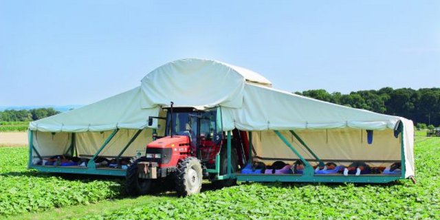 Der Anbau von Essiggurken ist sehr arbeitsintensiv, vor allem während der Erntezeit. Auf den beiden Tragflächen von Ferdinand Vogels Erntemaschine «Gurkenflieger» pflücken je sechs Arbeitskräfte auf dem Bauch liegend und von Hand Essiggurken.(Bild Trudi Krieg)