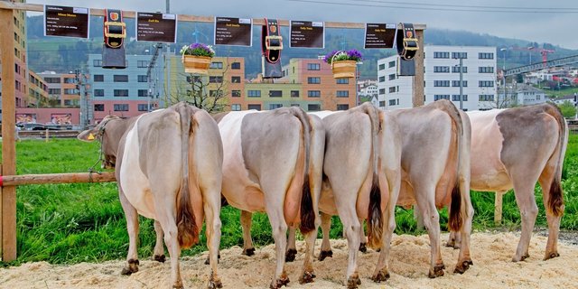 Eine seltene Gurt-Zuchtfamilie mit hohen 83 Gesamtpunkten, präsentierte Josef Häcki, Pfäffikon mit Minor Monza. (Bilder Braunvieh Schweiz)