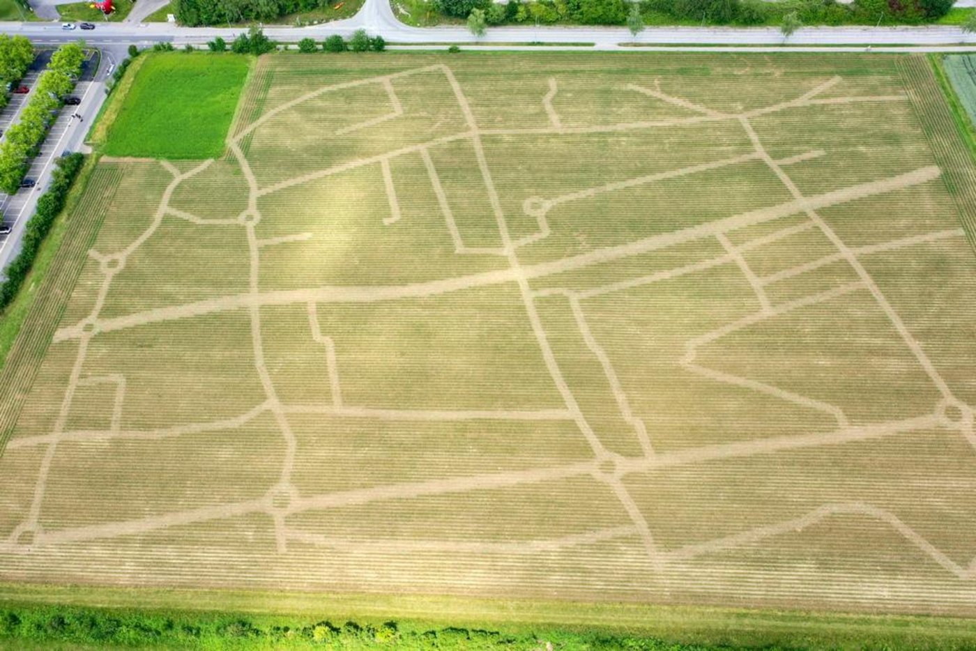 Bis zur Eröffnung am 18. Juli ist der Mais hoch genug gewachsen, dass ich grosse und kleine Besucher im Labyrinth verirren können. (Bild maislabyrith-wettingen.ch)