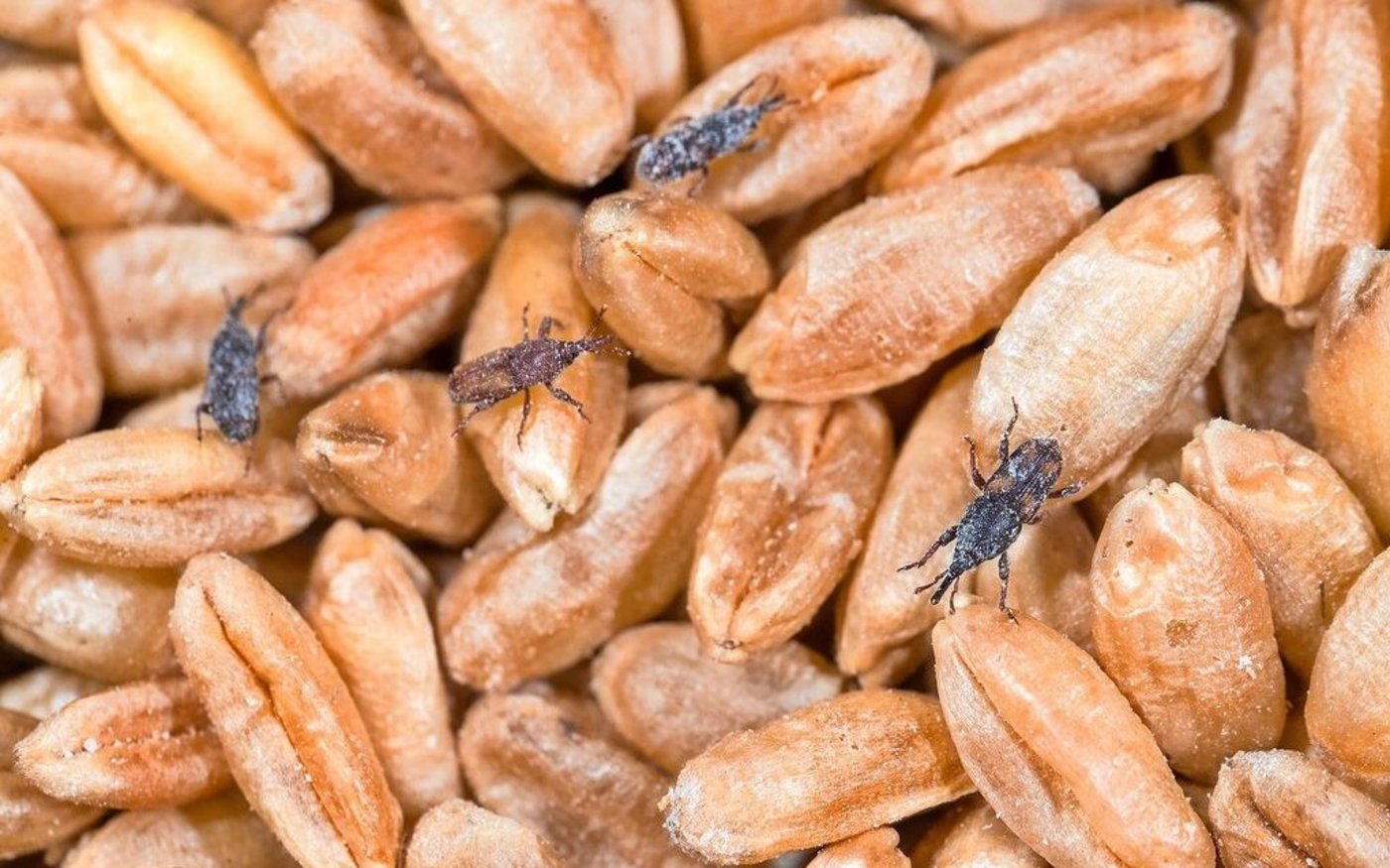 gehört zu den Rüsselkäfern. Die adulten Insekten werden 3,5 – 5 mm gross, braun und mit dem Alter dunkler.