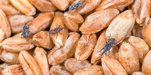 gehört zu den Rüsselkäfern. Die adulten Insekten werden 3,5 – 5 mm gross, braun und mit dem Alter dunkler.