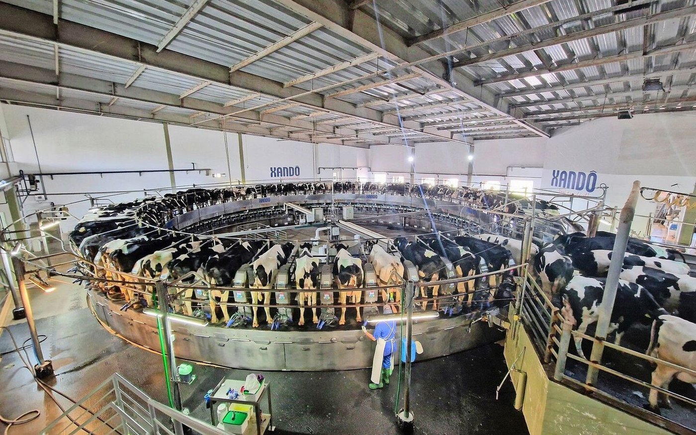 Dieses Melkkarussell steht im grössten Milchwirtschaftsbetrieb von Brasilien, der eine breite Produktpalette selbst vermarktet.