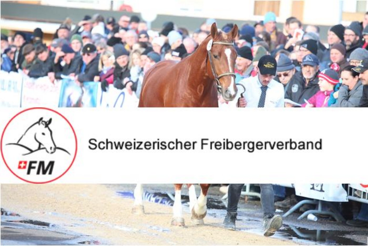 Die weissen Abzeichen an den Beinen von Cartoon du Pardoc entsprechen nicht den den Regeln der Hengstkörung. (Bild kr/ Montage jsc)