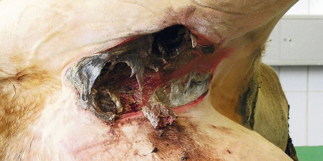 Tiefgreifende Gewebeveränderungen zwischen Euter und Innenschenkel (aufgenommen am liegenden Tier mit abgehaltenem Bein). (Bild U. Bleul, Vetsuisse-Fakultät Zürich)