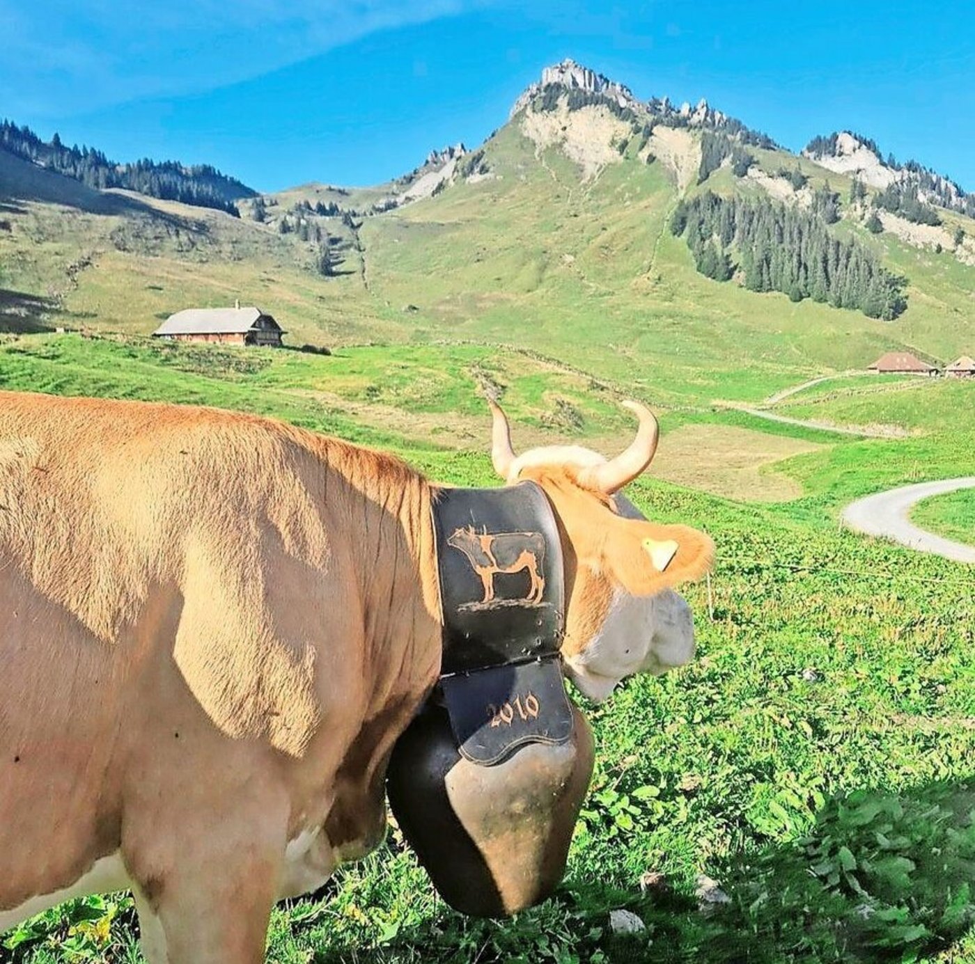 Auf der Alp Iselten geht es dann mit Treichelgeläut auf den zweiten und dritten Stafel.  