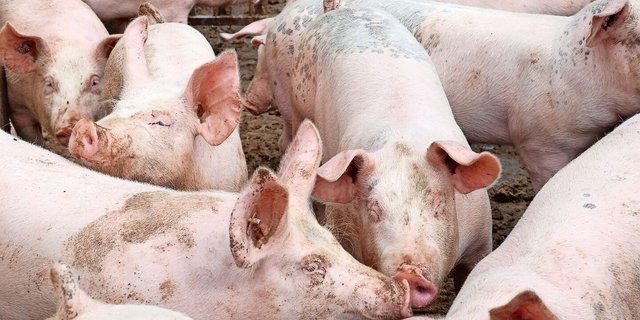 Die Betäubung von Schweinen mit Kohlendioxid zur Tötung dürfte ein Auslaufmodell werden. Es wird intensiv nach Alternativen gesucht.