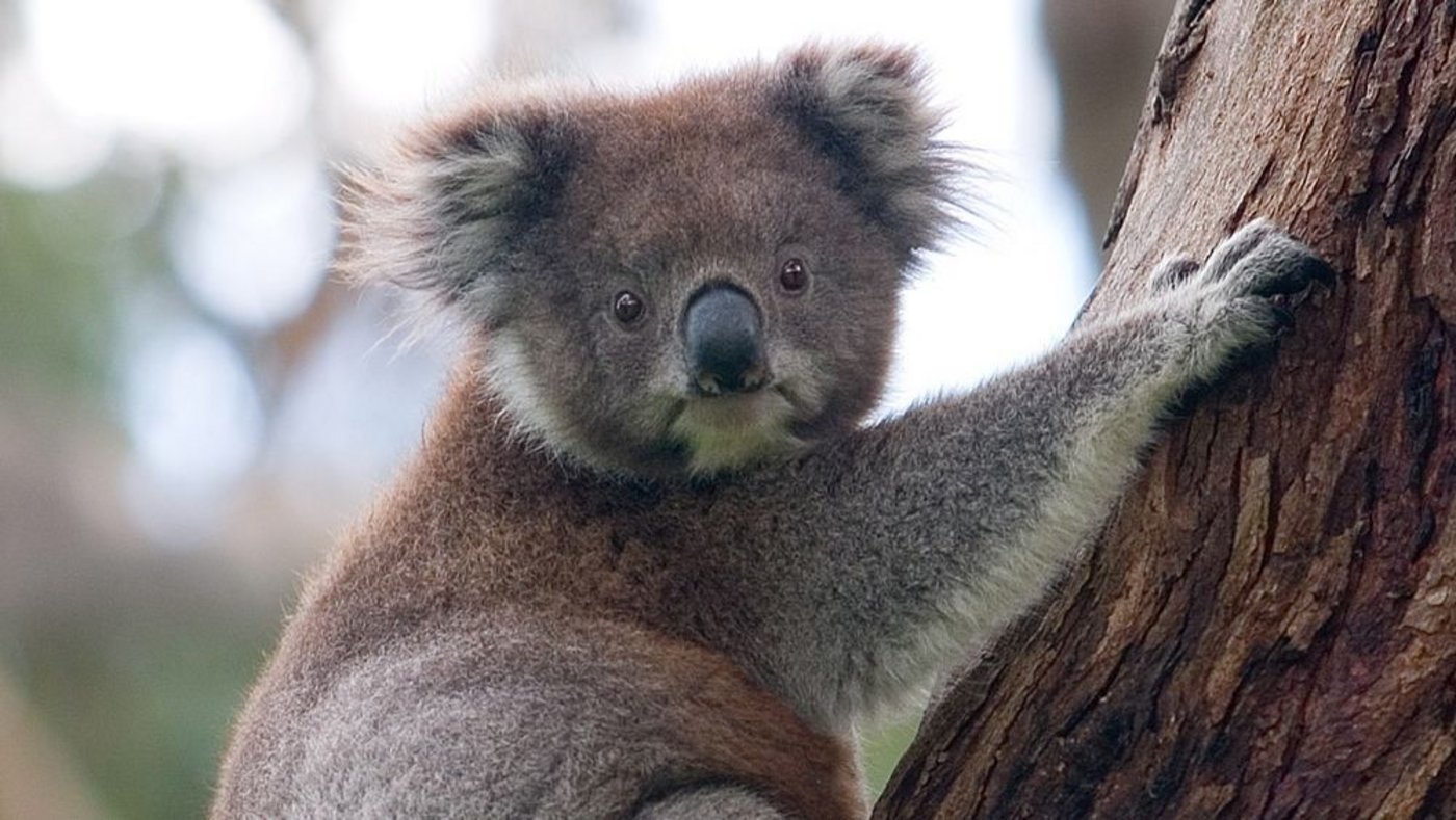 Koalas sind nicht schnell genug, um vor den Flammen zu fliehen.  (Symbolbild Photo by David Iliff / License: CC-BY-SA 3.0)