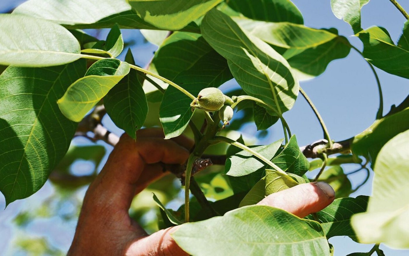 Mitte Juni waren die Nüsse noch etwas gar klein. Sie müssen noch etwas wachsen, bis ein Teil grün geerntet werden kann.