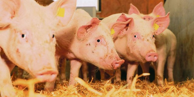 Mit digitalen Technologien können die Arbeitsschritte in der Schweinehaltung teilweise oder vollständig automatisiert werden. Diese ermöglichen eine physische Arbeitsentlastung und können zu einer höheren Wirtschaftlichkeit führen. (Bild Peter Röthlisberger)