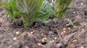 Die Düngeruntersuchung war eine nationale Zusammenarbeit, an der 11 Kantone beteiligt waren. Da im Kanton Bern am meisten schweizerische Düngerhersteller ansässig sind, übernahm das Berner Kantonslabor die Leitung. (Bild BauZ)