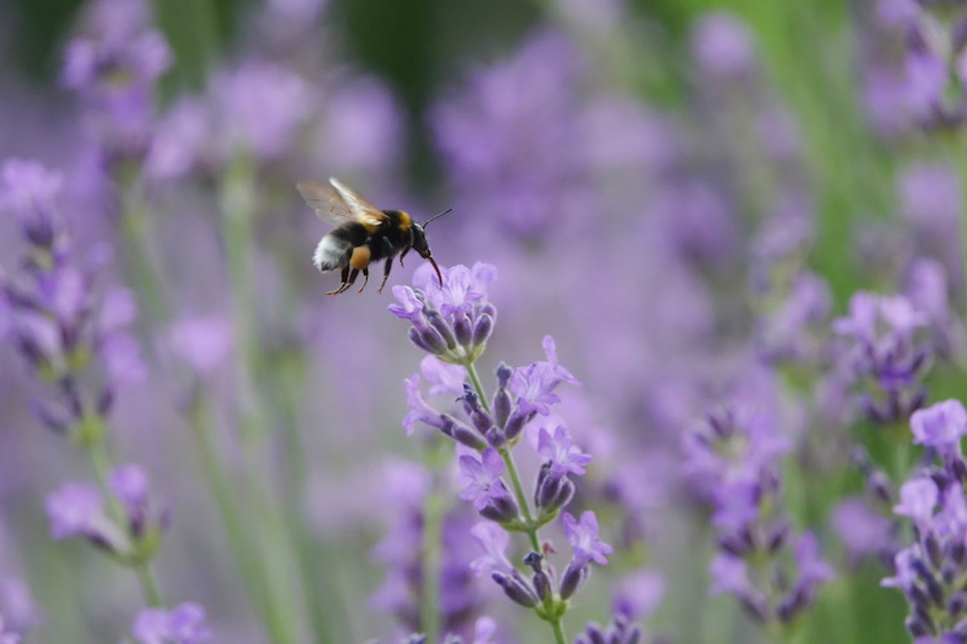 Wildstauden locken Insekten an. (Bild Picturegarden | Rohner)