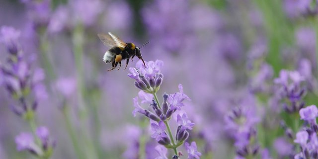 Wildstauden locken Insekten an. (Bild Picturegarden | Rohner)