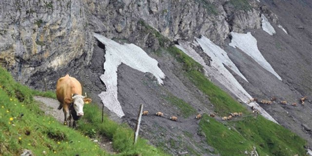Ausdauer und Gelassenheit: Eigenschaften, wie sie diese  Kuh auf ihrem vierstündigen Marsch auf die Alp an den Tag legte, helfen auch im Umgang mit komplizierter Kundschaft. (Bild Peter Fankhauser)