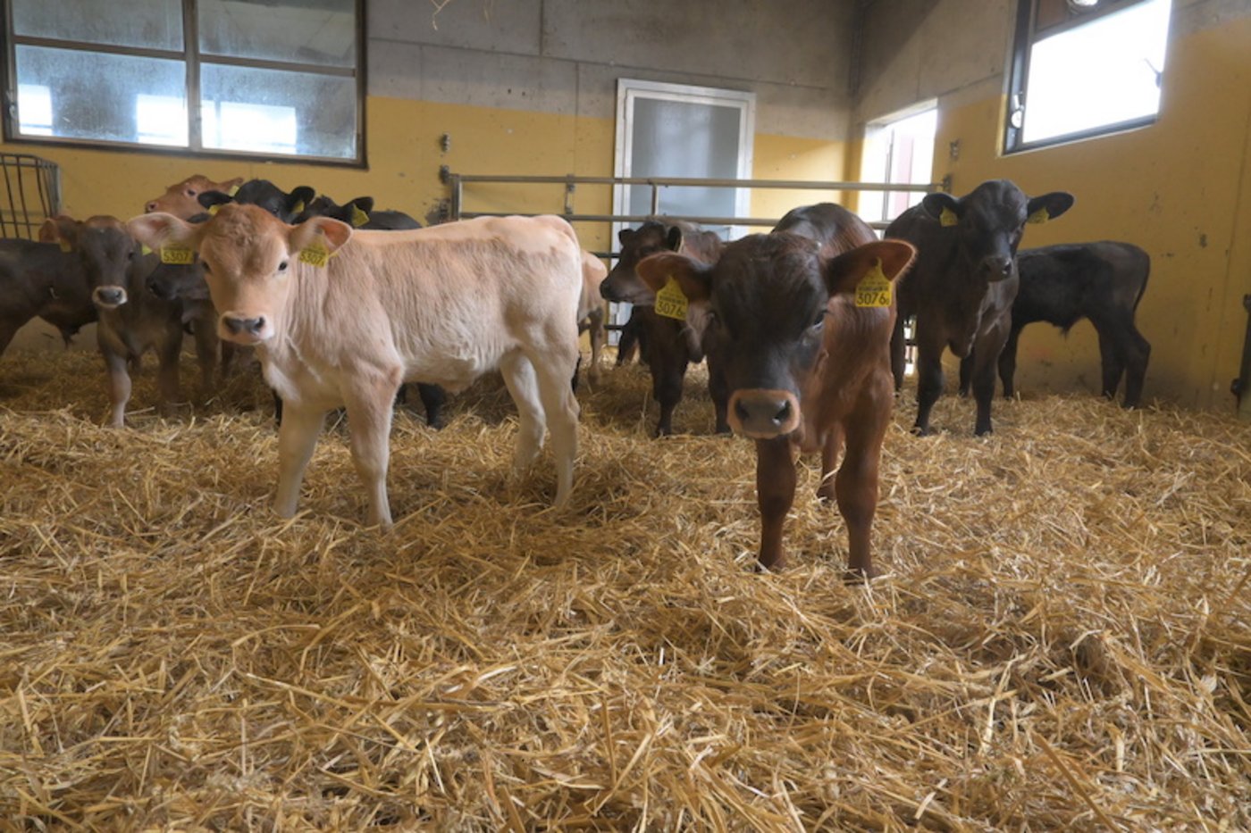 Kälbermast ist eine Nischenproduktion. (Bild jba)