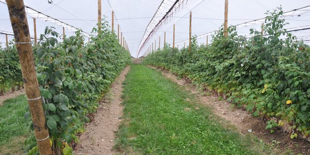 Die Beerenplantage ist mit einem Netz geschützt. Das hält zwar Vögel ab, aber nicht Diebe. (Bild Kapo SO)