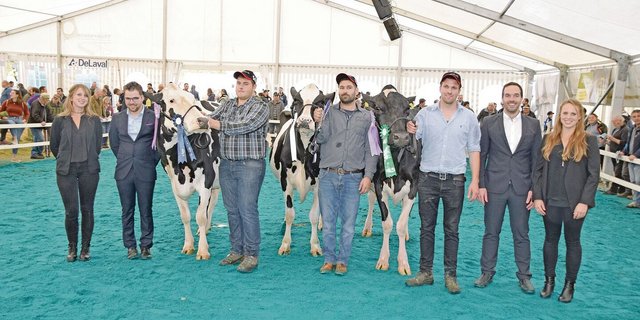 Senior HO (v. l. n. r.): Reserve: Heiterberg’s Aftershock Black Pearl; Miss: Le Paigre Applicable Atlanta; Mention: Meiender Mogul Melinda.