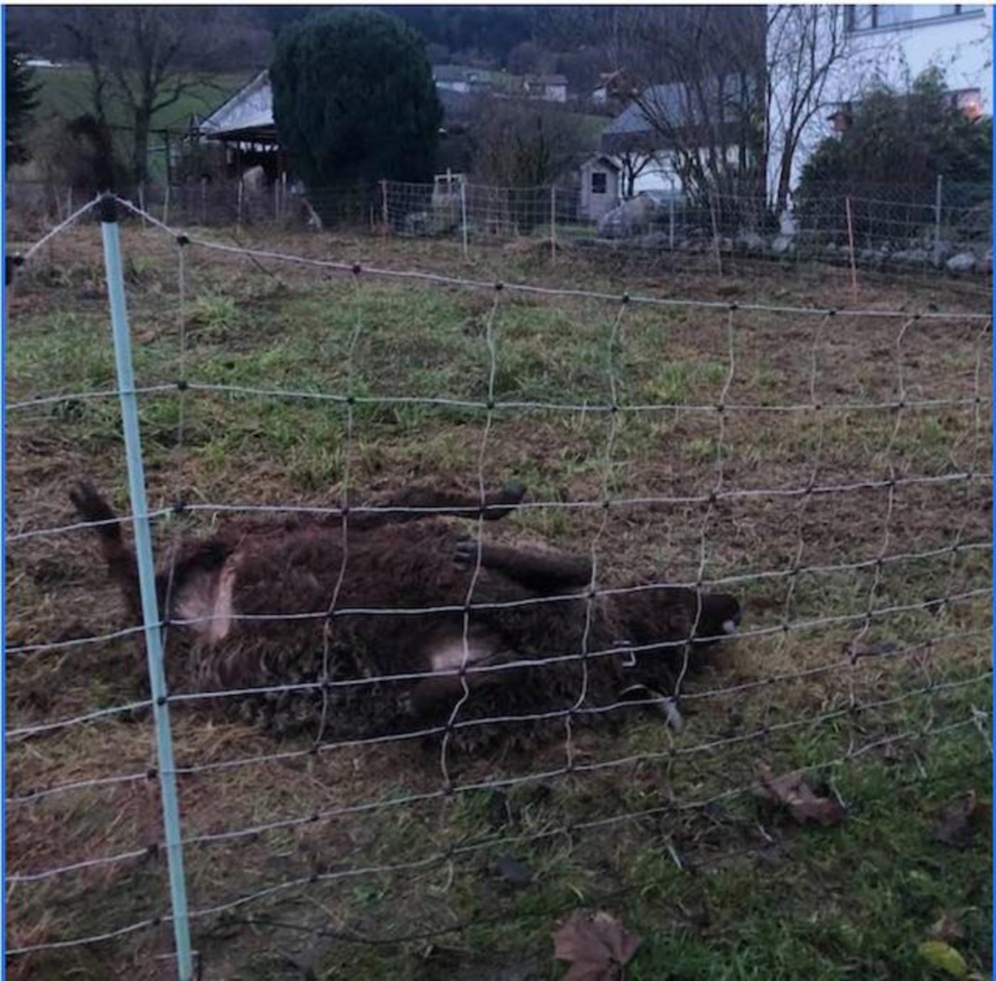 Ein Wolf schlug am Heiligenabend in Kaufdorf BE zu. (Bild cn)