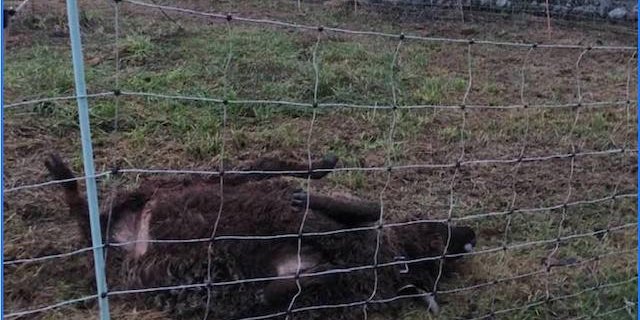 Ein Wolf schlug am Heiligenabend in Kaufdorf BE zu. (Bild cn)