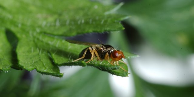 Subtropische Temperaturen setzen der Möhrenfliege zu. (Bilder Agroscope)