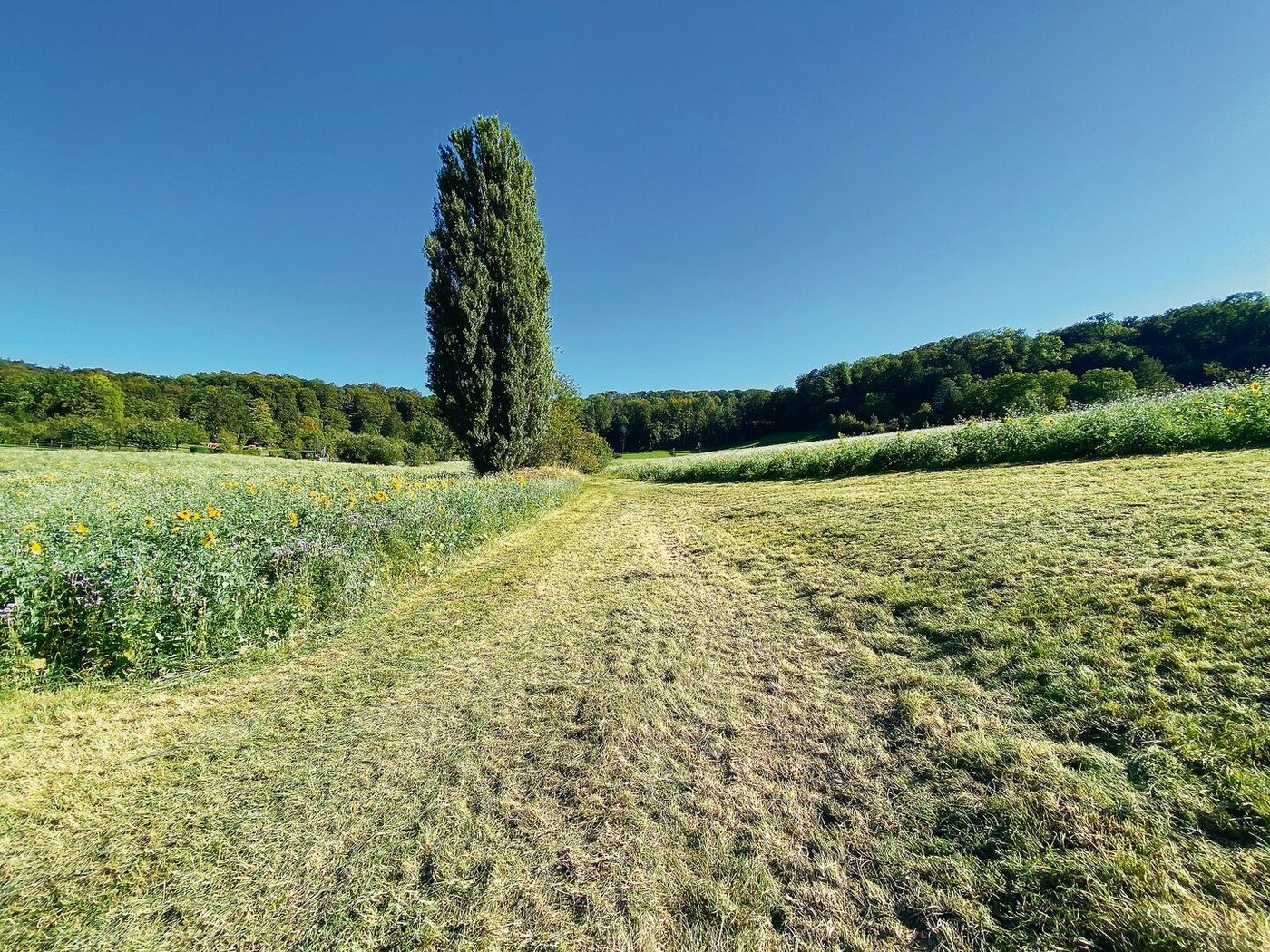 Die Geländekammer in Riehen BS präsentiert sich wie ein lang gezogener Trichter. Bei starkem Regen rauscht hier das Wasser herunter – es sei denn, es wird mit gezielten Massnahmen gebremst.