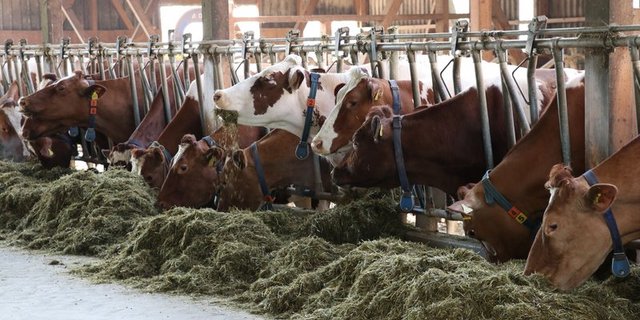 Für Rindvieh, dass in Laufställen gehalten werden muss, können neu 20 Prozent unvermeidbare Stickstoff-Verluste angerechnet werden. (Bild BauZ)