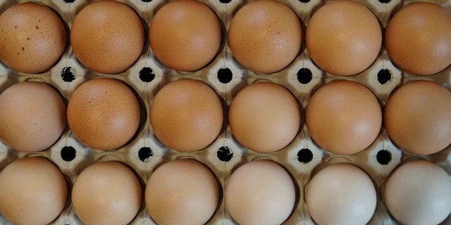 In Deutschland wurde eine praxisreife Methode zur Bestimmung des Geschlechts eines Kükens im Ei präsentiert. (Symbolbild Deborah Meister/landwirtschaft.ch)