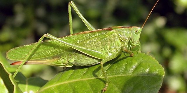 Heuschrecken - wie das grüne Heupferd - oder Wildbienen profitieren von einer späteren Mahd. (Bild: Hans Geller-Grimm) 