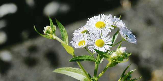Das einjährige Berufkraut verdrängt einheimische Pflanzen und sollte jetzt ausgerissen werden. (Bild zVg)