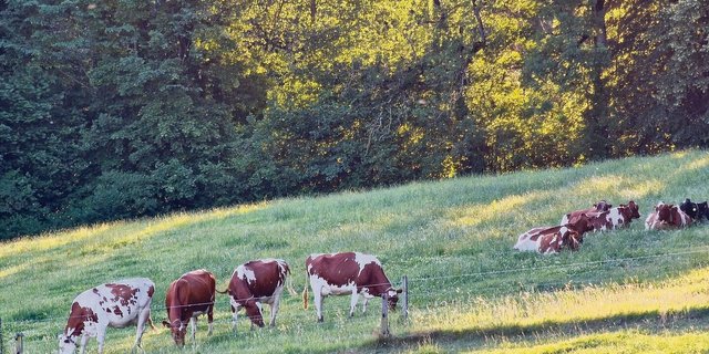 Die grüne Weide als Symbol für den Grünen Teppich. Ab 2024 stehen beim Branchenstandard Neuerungen an. Noch ist nicht bekannt, welche. Klimaschutz wird aber grossgeschrieben.    