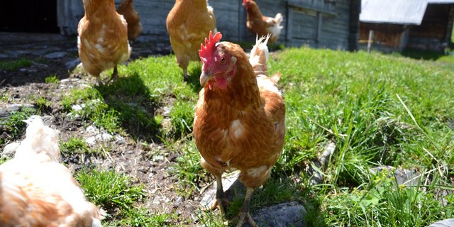 Der Radius eines Huhns in der freien Natur beträgt gegen 600 Meter. Auslauf steigert das Wohlbefinden der heutigen Hochleistungstiere. (Bild BauZ)